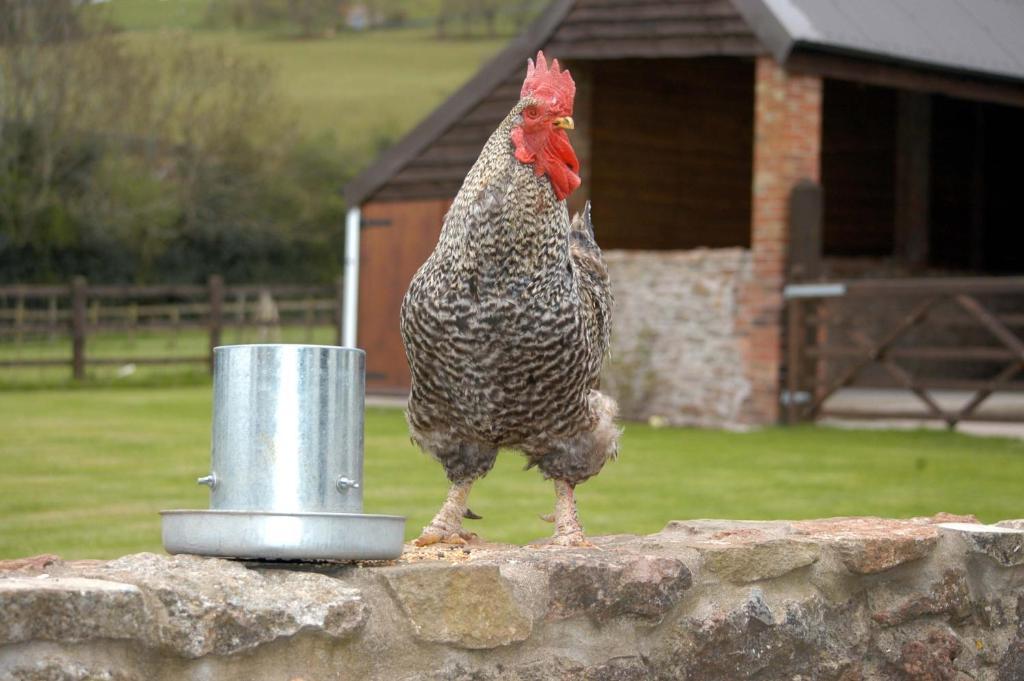 School Farm Bed and Breakfast Blagdon Esterno foto